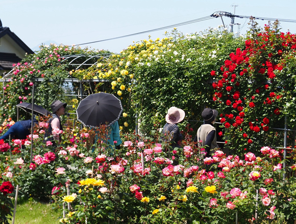 お花の観光農園